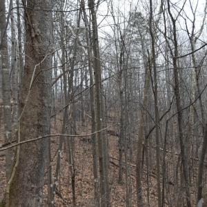 Photo #31 of Hickory Falls Road, Blue Ridge, VA 17.3 acres
