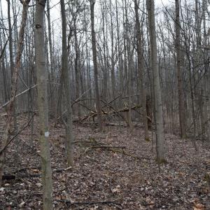 Photo #12 of Hickory Falls Road, Blue Ridge, VA 17.3 acres