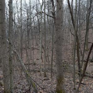 Photo #11 of Hickory Falls Road, Blue Ridge, VA 17.3 acres
