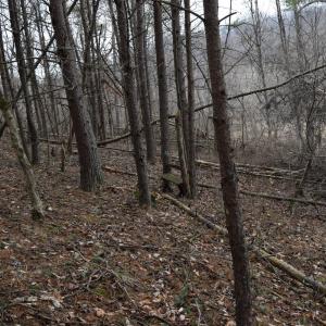 Photo #25 of Hickory Falls Road, Blue Ridge, VA 17.3 acres