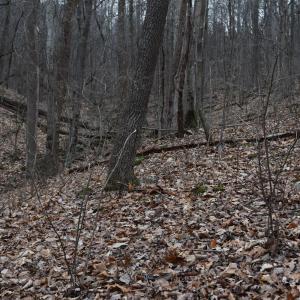 Photo #21 of Hickory Falls Road, Blue Ridge, VA 17.3 acres