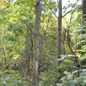 Photo #60 of Hickory Falls Road, Blue Ridge, VA 17.3 acres