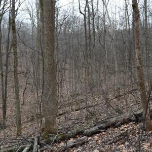 Photo #17 of Hickory Falls Road, Blue Ridge, VA 17.3 acres