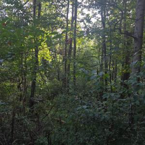 Photo #50 of Hickory Falls Road, Blue Ridge, VA 17.3 acres