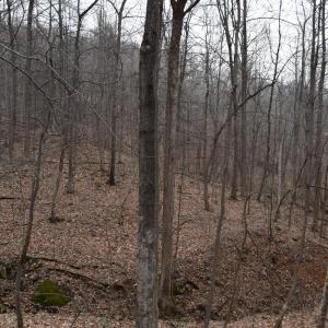 Photo #24 of Hickory Falls Road, Blue Ridge, VA 17.3 acres