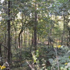 Photo #61 of Hickory Falls Road, Blue Ridge, VA 17.3 acres