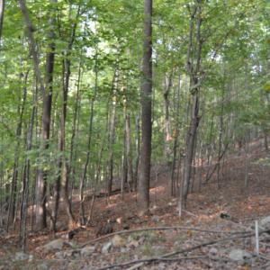 Photo #11 of Hickory Falls Road, Blue Ridge, VA 17.3 acres