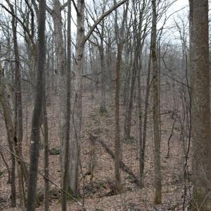 Photo #25 of Hickory Falls Road, Blue Ridge, VA 17.3 acres