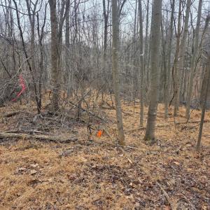 Photo #12 of Hickory Falls Road, Blue Ridge, VA 17.3 acres