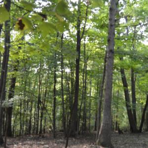 Photo #10 of Hickory Falls Road, Blue Ridge, VA 17.3 acres
