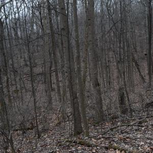 Photo #41 of Hickory Falls Road, Blue Ridge, VA 17.3 acres