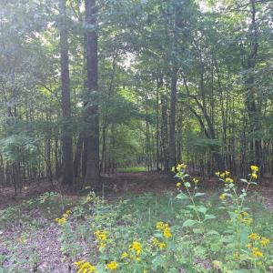 Photo #54 of Hickory Falls Road, Blue Ridge, VA 17.3 acres