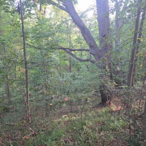 Photo #49 of Hickory Falls Road, Blue Ridge, VA 17.3 acres