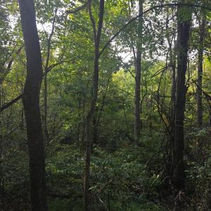 Photo #51 of Hickory Falls Road, Blue Ridge, VA 17.3 acres