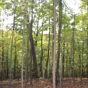 Photo #64 of Hickory Falls Road, Blue Ridge, VA 17.3 acres