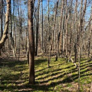 Photo #7 of Saber Court, Forest, VA 21.7 acres