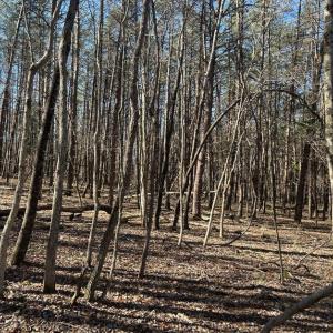 Photo #6 of Saber Court, Forest, VA 21.7 acres