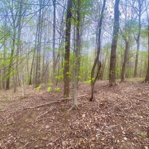 Photo #2 of Rothwood Road, Monroe, VA 7.5 acres