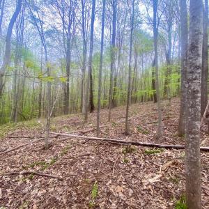Photo #1 of Rothwood Road, Monroe, VA 7.5 acres