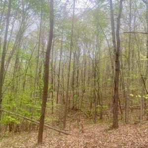 Photo #4 of Rothwood Road, Monroe, VA 7.5 acres
