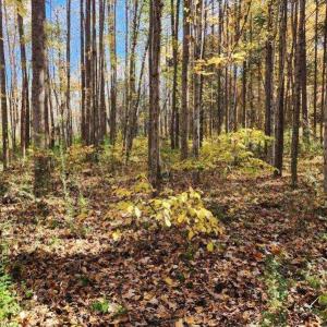 Photo #10 of Soybean Drive, Appomattox, VA 4.6 acres