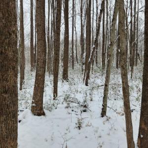 Photo #9 of Soybean Drive, Appomattox, VA 4.6 acres