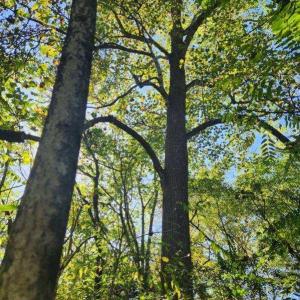 Photo #4 of Soybean Drive, Appomattox, VA 4.6 acres