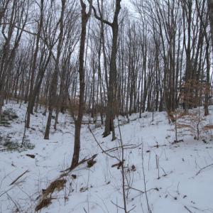 Photo #15 of 6 Lime Plant Road, Appomattox, VA 16.7 acres