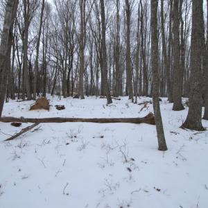 Photo #16 of 6 Lime Plant Road, Appomattox, VA 16.7 acres