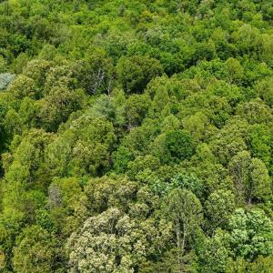 Photo #11 of Nelmonte Ln, Arrington, VA 4.9 acres