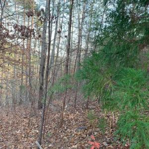 Photo #10 of Lot 284 Waterway CT, Lynch Station, VA 0.8 acres
