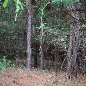Photo #11 of Lot 284 Waterway CT, Lynch Station, VA 0.8 acres
