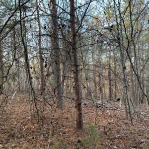 Photo #13 of Lot 284 Waterway CT, Lynch Station, VA 0.8 acres