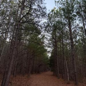 Photo #7 of Piney Mountain Road, Appomattox, VA 23.2 acres