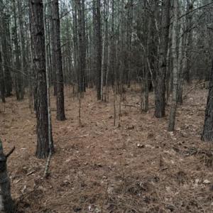 Photo #9 of Piney Mountain Road, Appomattox, VA 23.2 acres