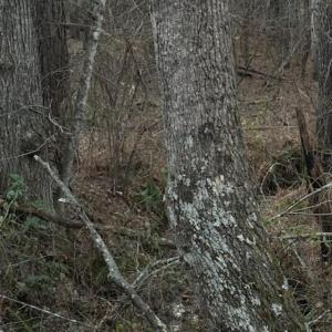 Photo #16 of Piney Mountain Road, Appomattox, VA 23.2 acres