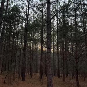 Photo #11 of Piney Mountain Road, Appomattox, VA 23.2 acres