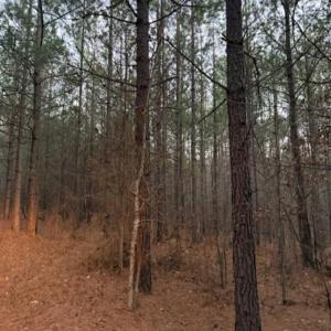Photo #8 of Piney Mountain Road, Appomattox, VA 23.2 acres