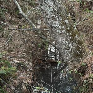 Photo #14 of Piney Mountain Road, Appomattox, VA 23.2 acres