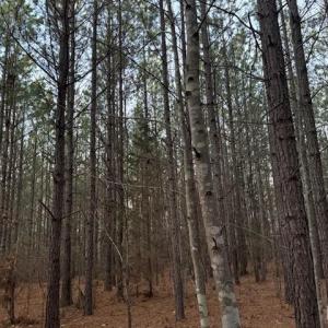 Photo #10 of Piney Mountain Road, Appomattox, VA 23.2 acres