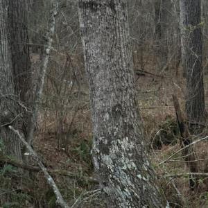 Photo #15 of Piney Mountain Road, Appomattox, VA 23.2 acres