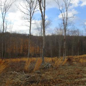 Photo #14 of 991 Kentmoor Farm Rd, Madison Heights, VA 32.0 acres