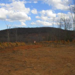 Photo #7 of 991 Kentmoor Farm Rd, Madison Heights, VA 32.0 acres