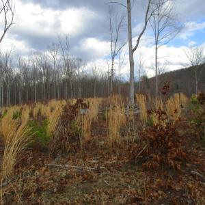 Photo #15 of 991 Kentmoor Farm Rd, Madison Heights, VA 32.0 acres