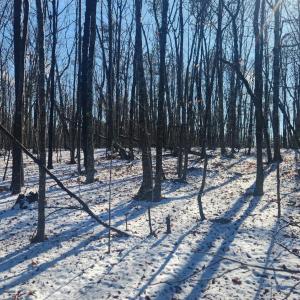 Photo #13 of Old Courthouse Road, Appomattox, VA 8.7 acres