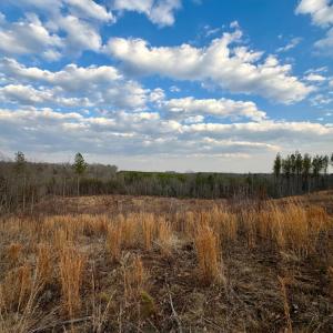 Photo #18 of East Ferry Rd, Gladys, VA 54.3 acres