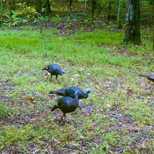 Photo #54 of 14528 Lee Jackson Hwy, Big Island, VA 70.1 acres