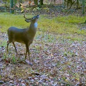 Photo #81 of 14528 Lee Jackson Hwy, Big Island, VA 70.1 acres