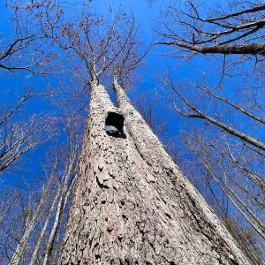 Photo #75 of 14528 Lee Jackson Hwy, Big Island, VA 70.1 acres