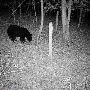 Photo #36 of 14528 Lee Jackson Hwy, Big Island, VA 70.1 acres